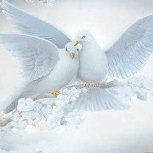 Meet your Posher, Amr de blanco